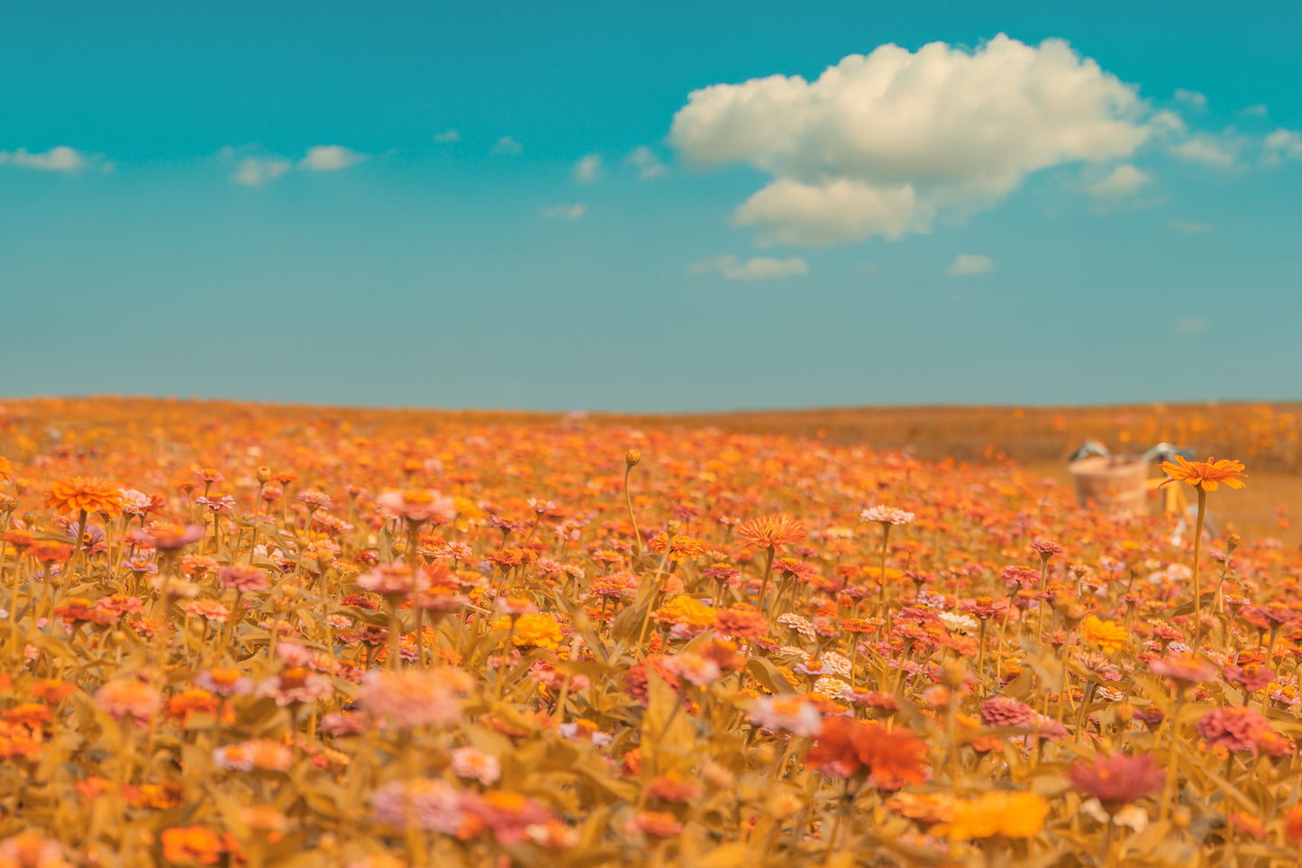 Mer de fleurs