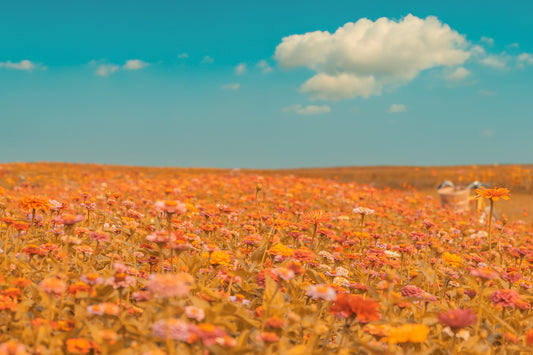 Mer de fleurs