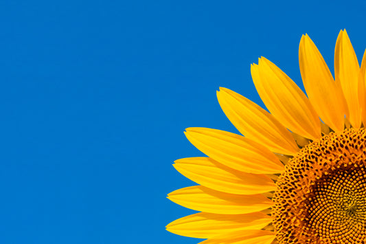 Tournesol
