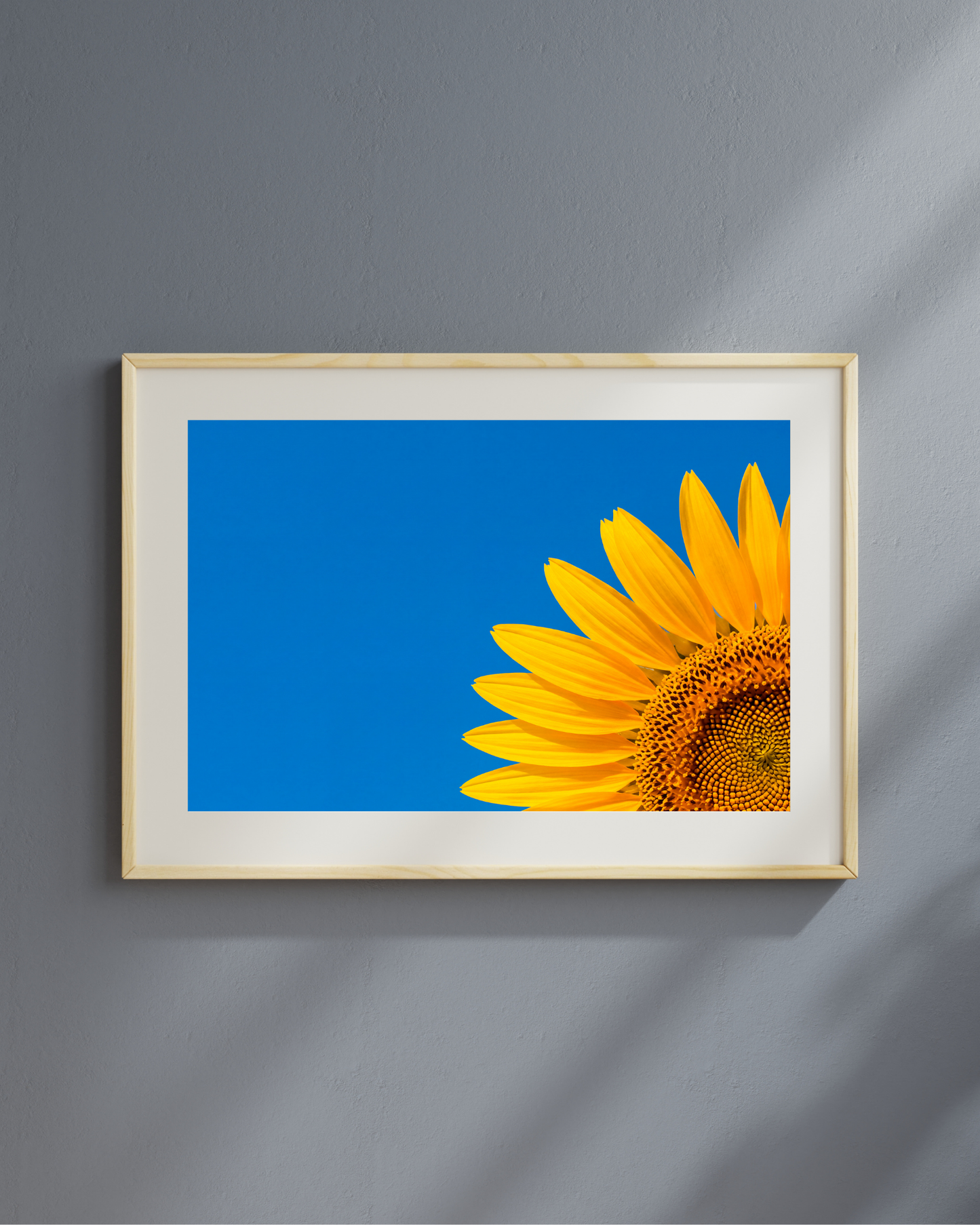 Tournesol